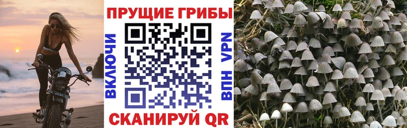 площадка формула  Братск  Псилоцибиновые грибы Psilocybine cubensis  kraken  