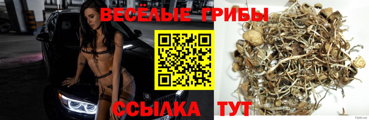 Братск  как найти   Псилоцибиновые грибы Cubensis  Вход с VPN  Галлюциногенные грибы GOLDEN TEACHER 